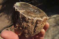 Polished Petrified Wood Branch Pieces x 3 From Gokwe, Zimbabwe - Toprock Gemstones and Minerals 