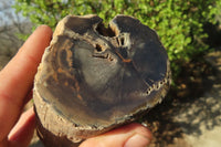 Polished Petrified Wood Branch Pieces x 3 From Gokwe, Zimbabwe - Toprock Gemstones and Minerals 