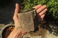 Polished Petrified Wood Branch Pieces x 3 From Gokwe, Zimbabwe - Toprock Gemstones and Minerals 