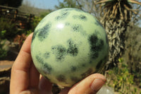 Polished Leopard Stone Spheres x 2 From Nyanga, Zimbabwe - Toprock Gemstones and Minerals 