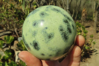 Polished Leopard Stone Spheres x 2 From Nyanga, Zimbabwe - Toprock Gemstones and Minerals 