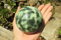 Polished Leopard Stone Spheres x 2 From Nyanga, Zimbabwe - Toprock Gemstones and Minerals 