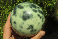 Polished Leopard Stone Spheres x 2 From Nyanga, Zimbabwe - Toprock Gemstones and Minerals 