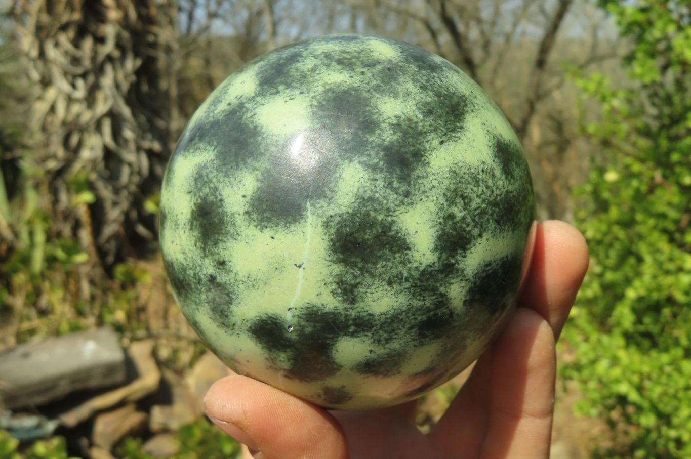 Polished Leopard Stone Spheres x 2 From Nyanga, Zimbabwe - Toprock Gemstones and Minerals 