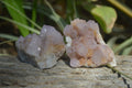 Natural Amethyst / Ametrine Spirit Quartz Clusters x 12 From South Africa - Toprock Gemstones and Minerals 