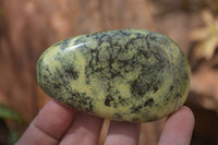 Polished Leopard Stone Free Forms x 6 From Nyanga, Zimbabwe - Toprock Gemstones and Minerals 