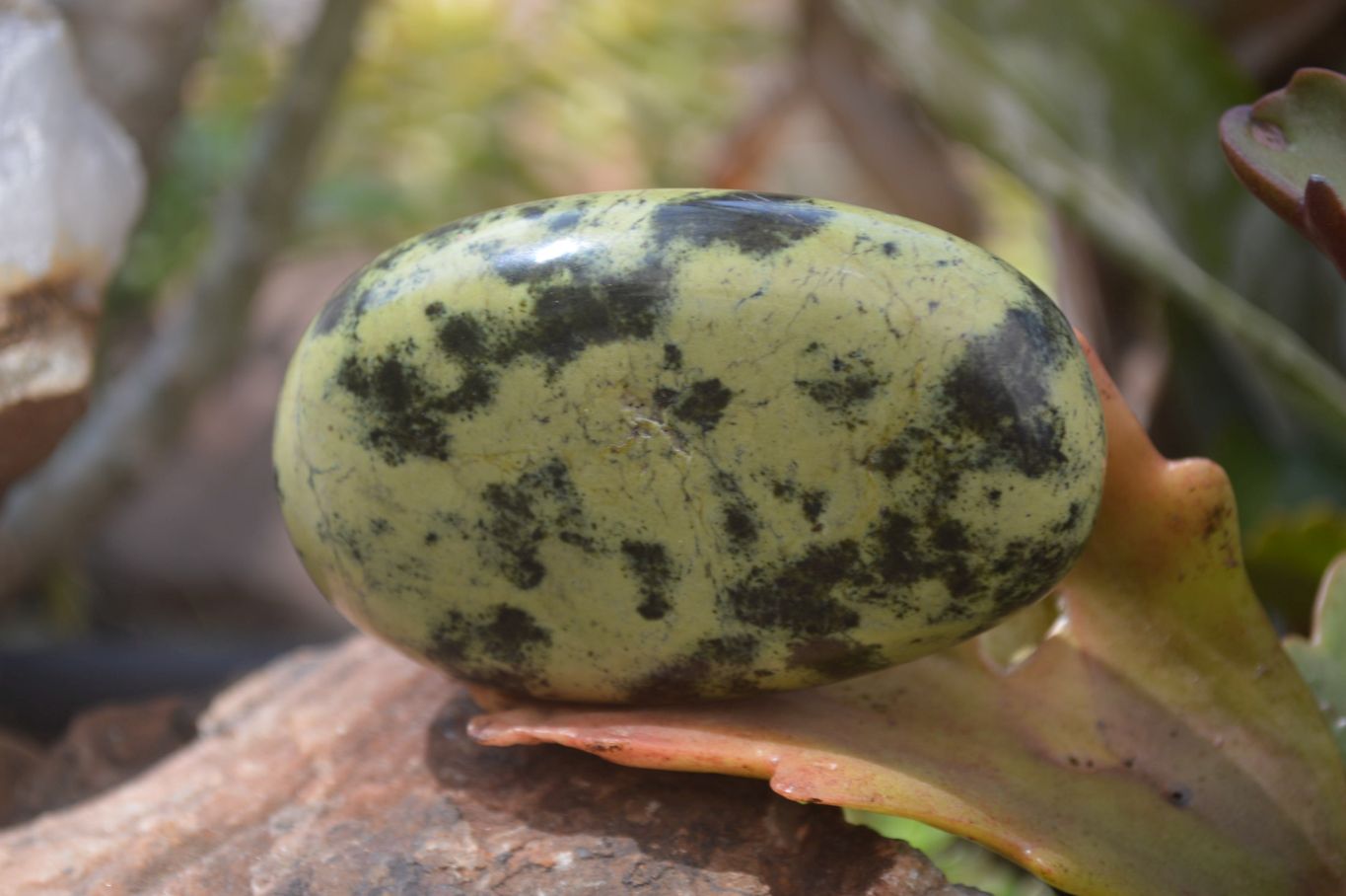 Polished Leopard Stone Free Forms x 6 From Nyanga, Zimbabwe - Toprock Gemstones and Minerals 