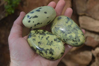Polished Leopard Stone Free Forms x 6 From Nyanga, Zimbabwe - Toprock Gemstones and Minerals 
