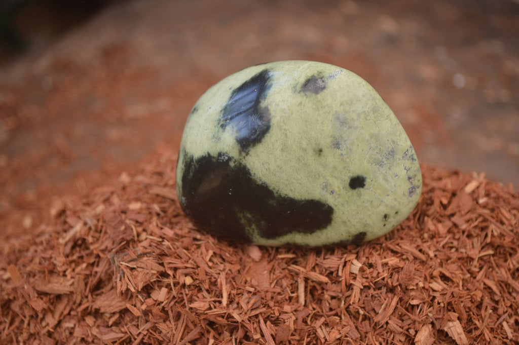 Polished Leopard Stone Free Forms x 6 From Nyanga, Zimbabwe - Toprock Gemstones and Minerals 