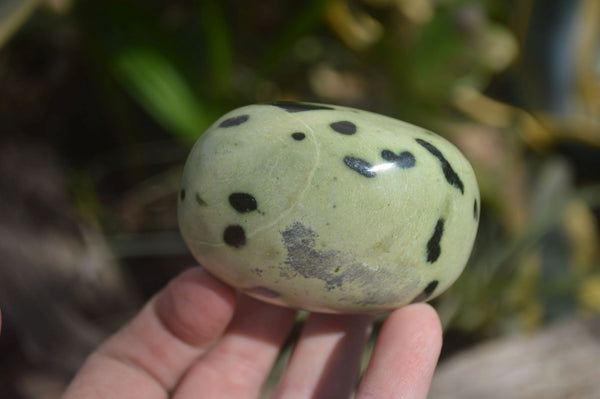 Polished Leopard Stone Free Forms x 6 From Nyanga, Zimbabwe - Toprock Gemstones and Minerals 