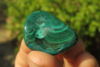 Polished Flower Banded Malachite Free Forms x 35 From Congo - Toprock Gemstones and Minerals 