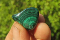 Polished Flower Banded Malachite Free Forms x 35 From Congo - Toprock Gemstones and Minerals 