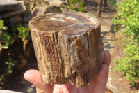 Polished Petrified Wood Branch Pieces x 2 From Gokwe, Zimbabwe - Toprock Gemstones and Minerals 