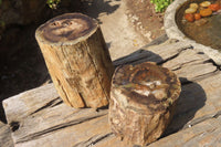 Polished Petrified Wood Branch Pieces x 2 From Gokwe, Zimbabwe - Toprock Gemstones and Minerals 
