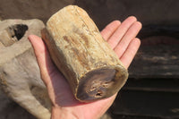 Polished Petrified Wood Branch Pieces x 2 From Gokwe, Zimbabwe - Toprock Gemstones and Minerals 