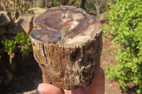 Polished Petrified Wood Branch Pieces x 2 From Gokwe, Zimbabwe - Toprock Gemstones and Minerals 