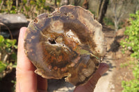 Polished Petrified Wood Branch Pieces x 2 From Gokwe, Zimbabwe - Toprock Gemstones and Minerals 