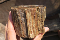 Polished Petrified Wood Branch Pieces x 2 From Gokwe, Zimbabwe - Toprock Gemstones and Minerals 