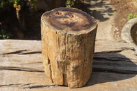 Polished Petrified Wood Branch Pieces x 2 From Gokwe, Zimbabwe - Toprock Gemstones and Minerals 