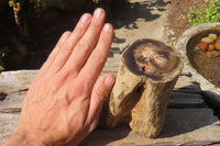 Polished Petrified Wood Branch Pieces x 2 From Gokwe, Zimbabwe - Toprock Gemstones and Minerals 