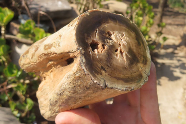 Polished Petrified Wood Branch Pieces x 2 From Gokwe, Zimbabwe - Toprock Gemstones and Minerals 