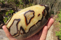Polished Septerye Standing Free Forms x 2 From Mahajanga, Madagascar - Toprock Gemstones and Minerals 