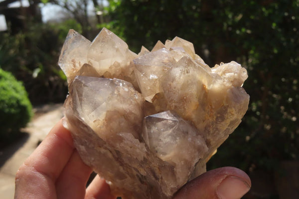 Natural Smokey Quartz Clusters x 2 From Luena, Congo - Toprock Gemstones and Minerals 