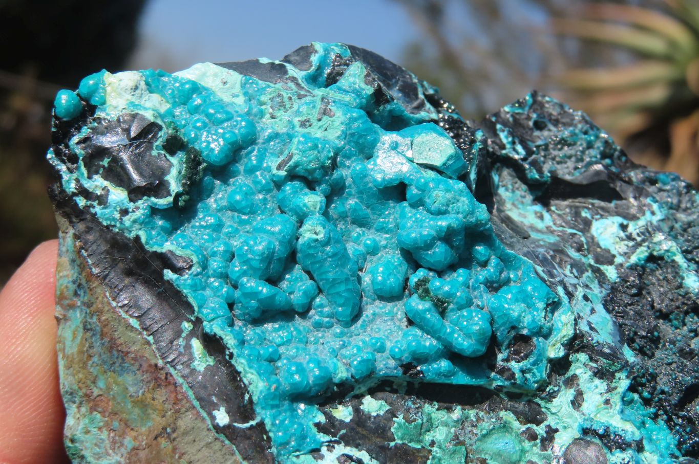 Natural Silica Chrysocolla Specimens x 3 From Kulukuluku, Congo - Toprock Gemstones and Minerals 