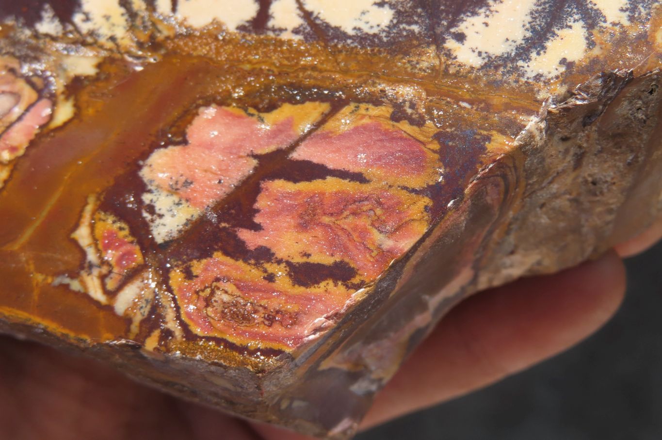 Polished On One Side Nguni Jasper Specimens x 2 From Prieska, South Africa - Toprock Gemstones and Minerals 