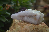 Natural Ametrine Spirit Quartz Clusters x 6 From Boekenhouthoek, South Africa