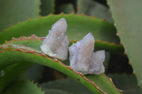 Natural Ametrine Spirit Quartz Crystals x 35 From Boekenhouthoek, South Africa