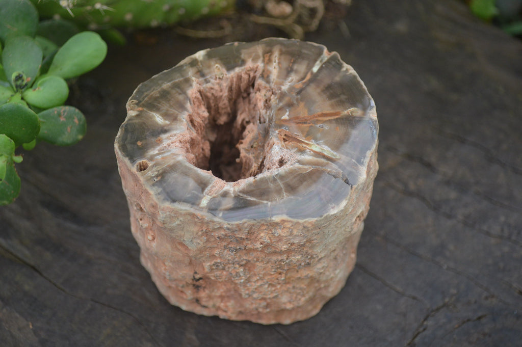 Polished Petrified Wood Branch Pieces x 3 From Gokwe, Zimbabwe - Toprock Gemstones and Minerals 