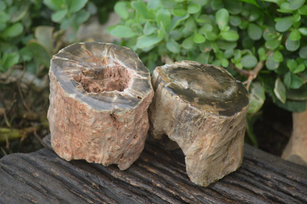 Polished Petrified Wood Branch Pieces x 3 From Gokwe, Zimbabwe - Toprock Gemstones and Minerals 