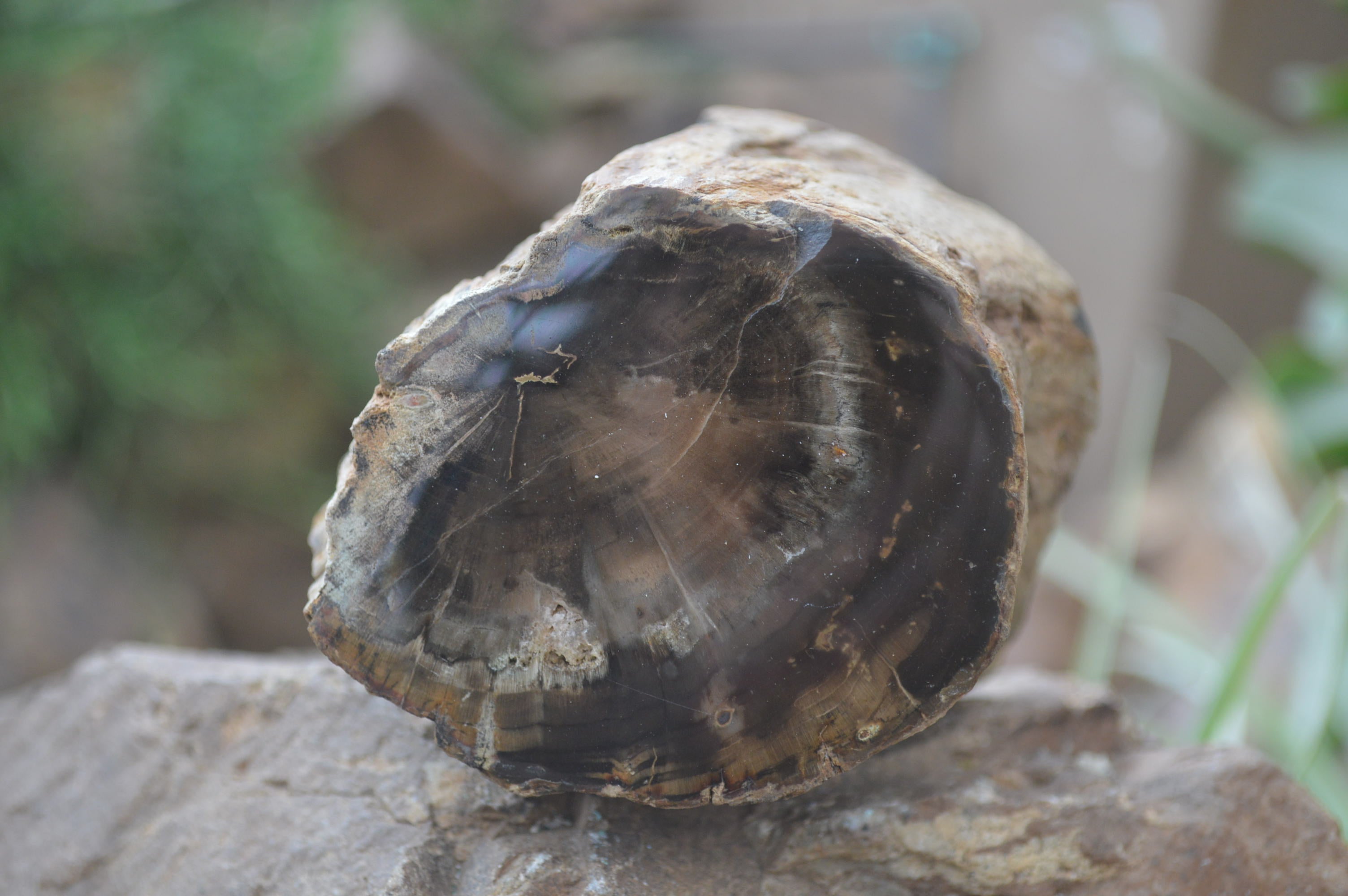 Polished Petrified Wood Branch Pieces x 3 From Gokwe, Zimbabwe - Toprock Gemstones and Minerals 