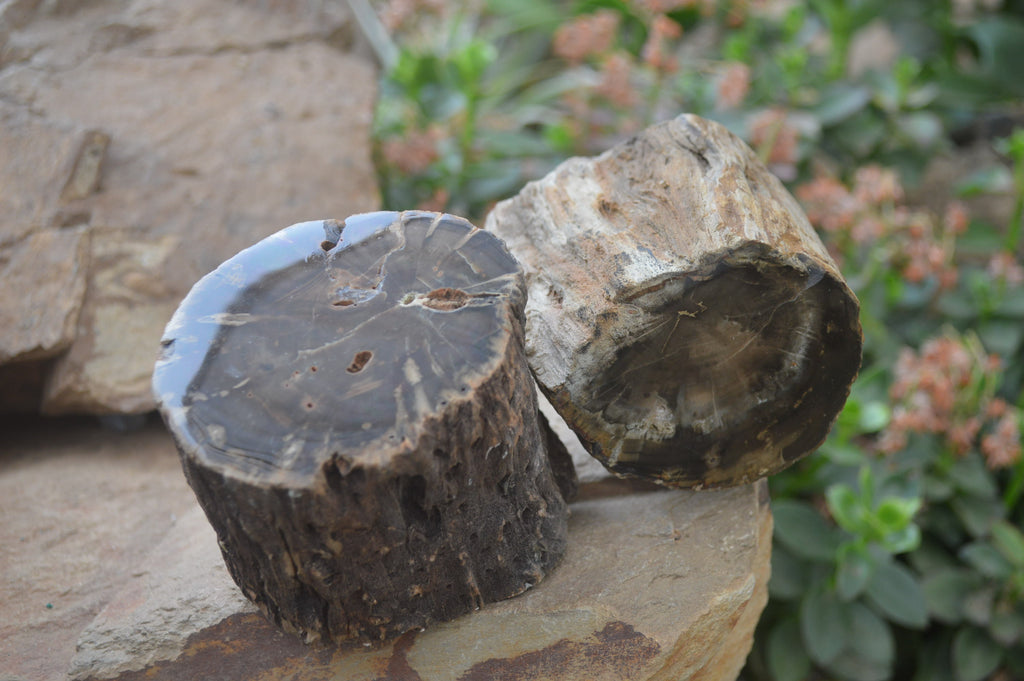 Polished Petrified Wood Branch Pieces x 3 From Gokwe, Zimbabwe - Toprock Gemstones and Minerals 