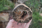 Polished Petrified Wood Branch Pieces x 3 From Gokwe, Zimbabwe - Toprock Gemstones and Minerals 