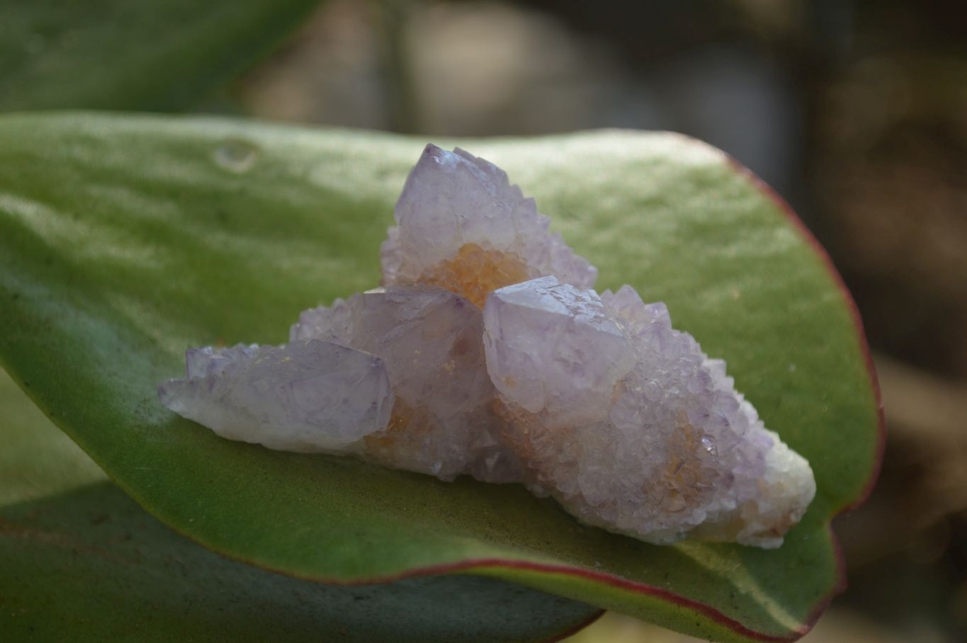 Natural Ametrine Spirit Quartz Crystals x 20 From Boekenhouthoek, South Africa - Toprock Gemstones and Minerals 