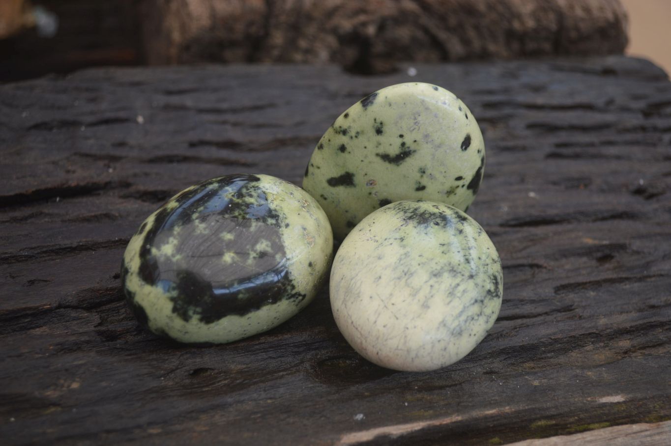 Polished Leopard Stone Galet-Palm Stones x 12 From Zimbabwe - Toprock Gemstones and Minerals 