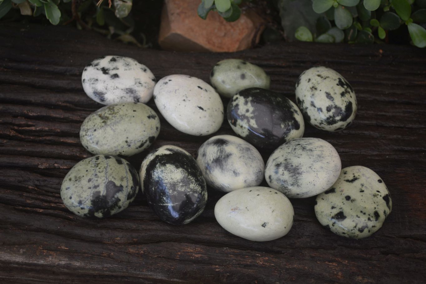 Polished Leopard Stone Galet-Palm Stones x 12 From Zimbabwe - Toprock Gemstones and Minerals 