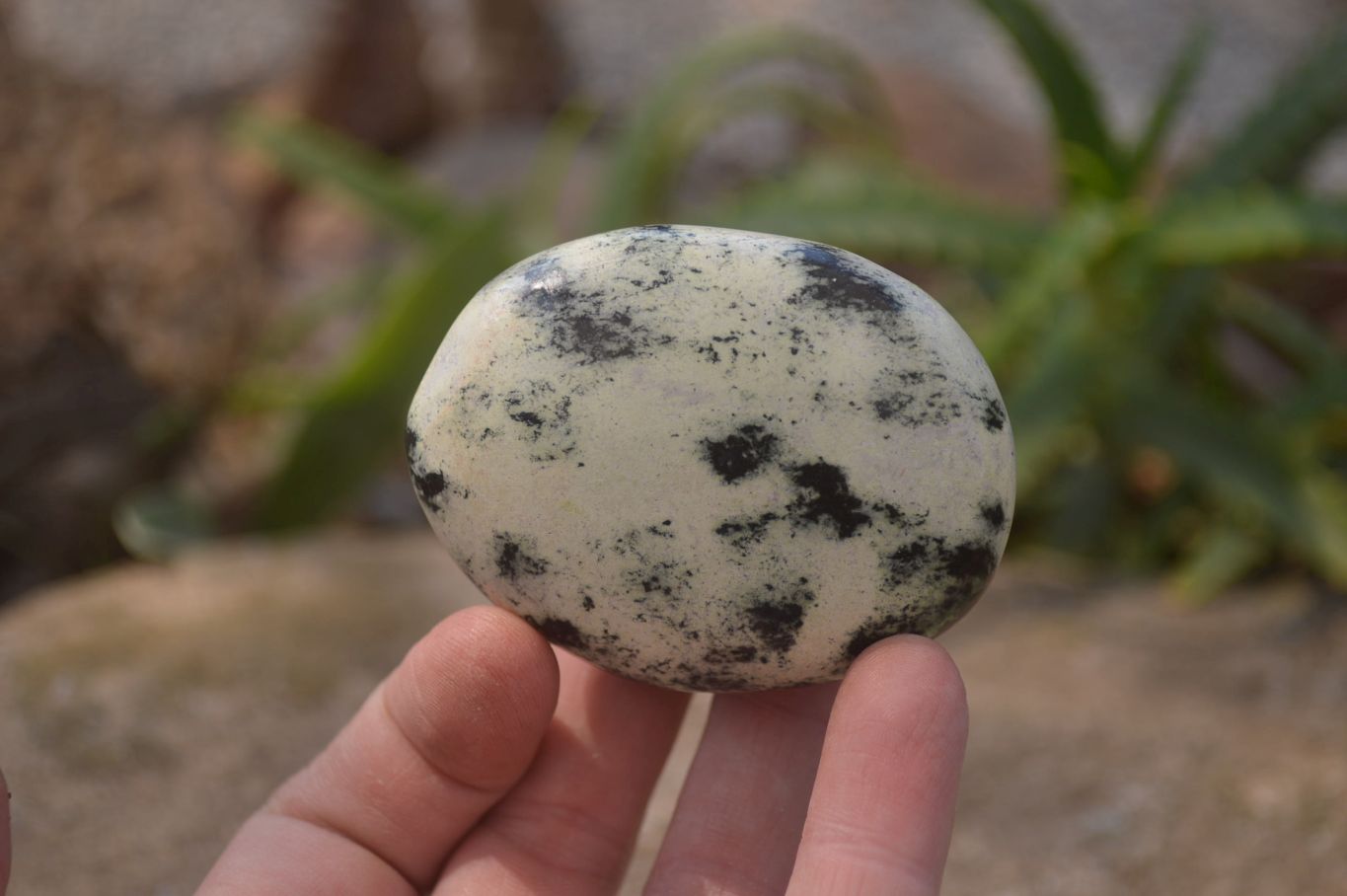 Polished Leopard Stone Galet-Palm Stones x 12 From Zimbabwe - Toprock Gemstones and Minerals 
