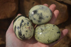 Polished Leopard Stone Galet-Palm Stones x 12 From Zimbabwe - Toprock Gemstones and Minerals 
