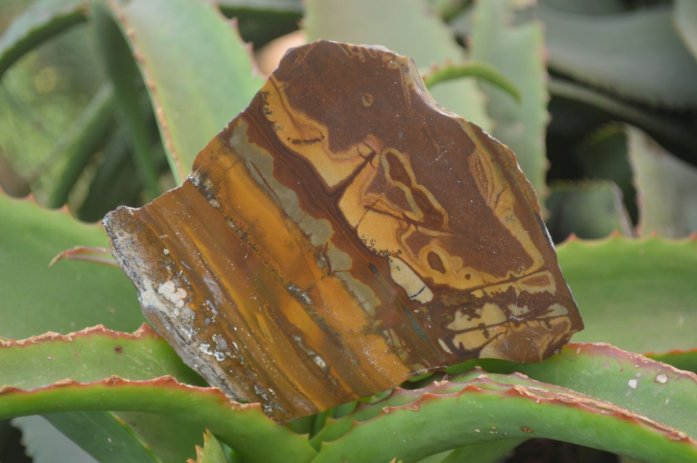 Polished On One Side Nguni Jasper Specimens x 3 From Prieska, South Africa - Toprock Gemstones and Minerals 