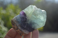 Polished On One Side Watermelon Fluorite Slices x 12 From Namibia - Toprock Gemstones and Minerals 