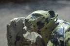 Polished Leopard Stone Leopard Carving x 1 From Zimbabwe - Toprock Gemstones and Minerals 