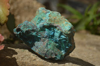 Natural Shattuckite Specimens x 4 From Kaokoveld, Namibia - Toprock Gemstones and Minerals 