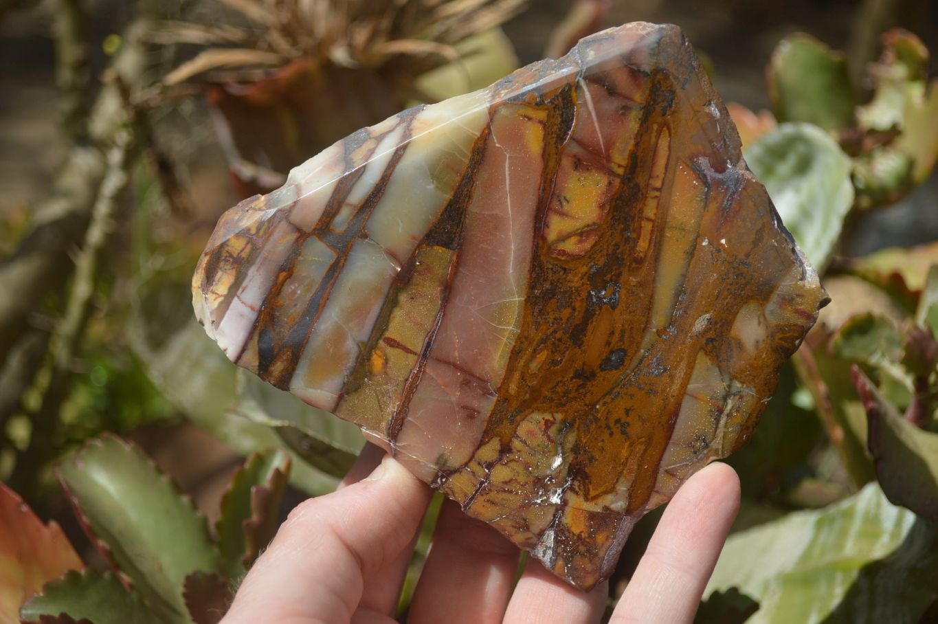 Polished On One Side Nguni Jasper Specimens x 2 From Prieska, South Africa - Toprock Gemstones and Minerals 