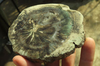 Polished Petrified Wood Slices x 3 From Gokwe, Zimbabwe