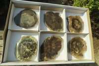 Polished Petrified Wood Slices x 3 From Gokwe, Zimbabwe