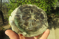 Polished Petrified Wood Slices x 3 From Gokwe, Zimbabwe