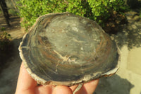 Polished Petrified Wood Slices x 3 From Gokwe, Zimbabwe
